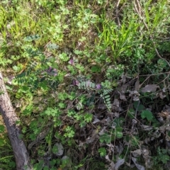 Indigofera australis subsp. australis at Killawarra, VIC - 2 Oct 2022 04:19 PM