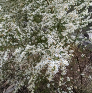 Olearia microphylla at Bruce, ACT - 3 Oct 2022