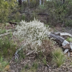 Olearia microphylla at Bruce, ACT - 3 Oct 2022