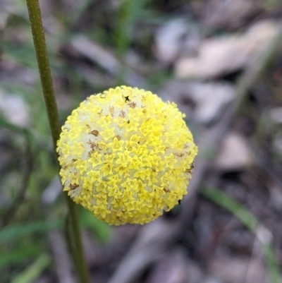 Craspedia variabilis (Common Billy Buttons) at Killawarra, VIC - 2 Oct 2022 by Darcy