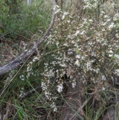 Olearia microphylla (Olearia) at Bruce, ACT - 3 Oct 2022 by KaleenBruce