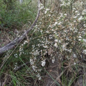 Olearia microphylla at Bruce, ACT - 3 Oct 2022 06:33 PM