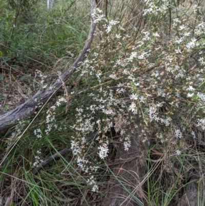 Olearia microphylla (Olearia) at Bruce, ACT - 3 Oct 2022 by KaleenBruce