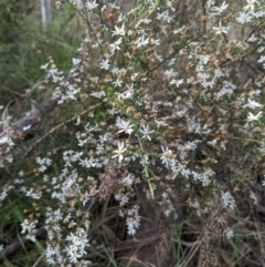 Olearia microphylla at Bruce, ACT - 3 Oct 2022 06:33 PM