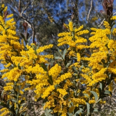 Acacia triptera (Spur-wing Wattle) at Killawarra, VIC - 2 Oct 2022 by Darcy