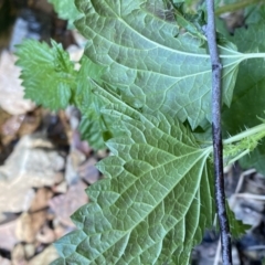 Urtica incisa (Stinging Nettle) at Berlang, NSW - 3 Oct 2022 by NedJohnston