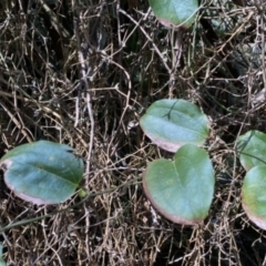 Smilax australis (Barbed-Wire Vine) at Deua National Park (CNM area) - 3 Oct 2022 by Ned_Johnston