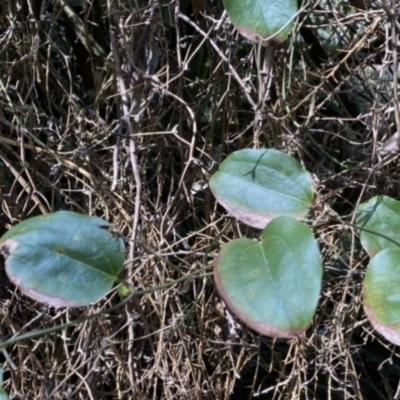 Smilax australis (Barbed-Wire Vine) at Berlang, NSW - 3 Oct 2022 by NedJohnston