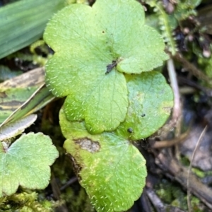 Hydrocotyle laxiflora at Berlang, NSW - 25 Sep 2022 02:01 PM