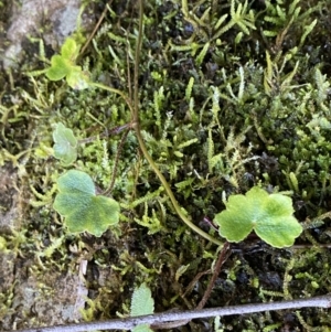 Hydrocotyle laxiflora at Berlang, NSW - 25 Sep 2022 02:01 PM