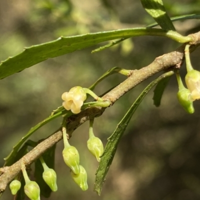 Melicytus dentatus (Tree Violet) at Deua National Park (CNM area) - 25 Sep 2022 by Ned_Johnston