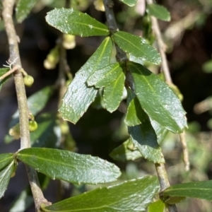 Melicytus dentatus at Berlang, NSW - 25 Sep 2022