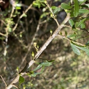 Melicytus dentatus at Berlang, NSW - 25 Sep 2022