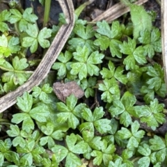 Hydrocotyle tripartita (Pennywort) at Berlang, NSW - 25 Sep 2022 by Ned_Johnston