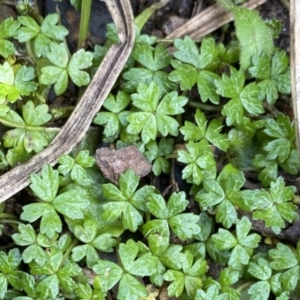 Hydrocotyle tripartita at Berlang, NSW - 25 Sep 2022 02:10 PM