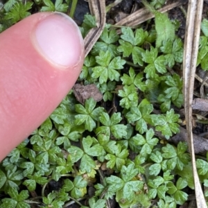 Hydrocotyle tripartita at Berlang, NSW - 25 Sep 2022