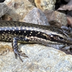 Eulamprus heatwolei (Yellow-bellied Water Skink) at Deua National Park (CNM area) - 25 Sep 2022 by NedJohnston