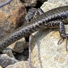 Eulamprus heatwolei at Berlang, NSW - 25 Sep 2022 02:11 PM