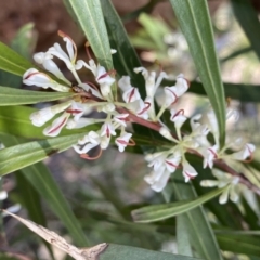 Hakea eriantha (Tree Hakea) at Berlang, NSW - 25 Sep 2022 by Ned_Johnston