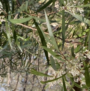 Hakea eriantha at Berlang, NSW - 25 Sep 2022