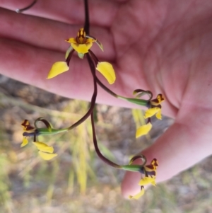 Diuris pardina at QPRC LGA - suppressed