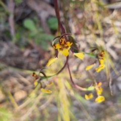 Diuris pardina at QPRC LGA - suppressed