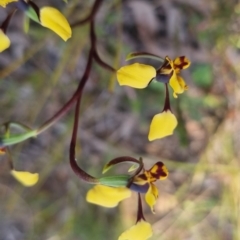 Diuris pardina at QPRC LGA - suppressed