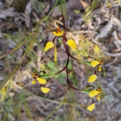 Diuris pardina at QPRC LGA - suppressed