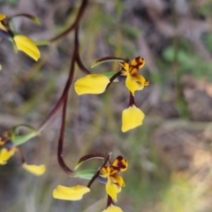 Diuris pardina at QPRC LGA - suppressed