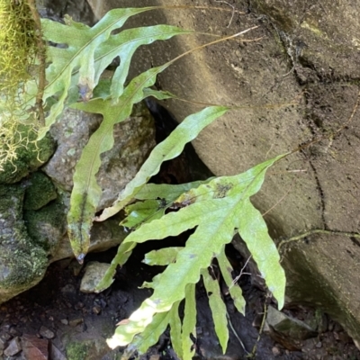 Microsorum pustulatum subsp. pustulatum (Kangaroo Fern) at Deua National Park (CNM area) - 25 Sep 2022 by Ned_Johnston