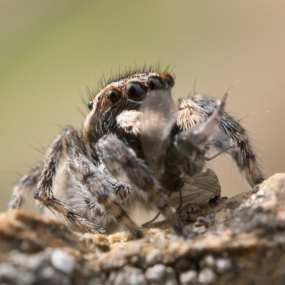 Maratus proszynskii (Peacock spider) at Booth, ACT - 3 Oct 2022 by patrickcox