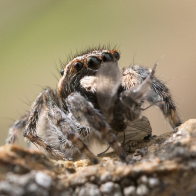 Maratus proszynskii (Peacock spider) at Booth, ACT - 2 Oct 2022 by patrickcox