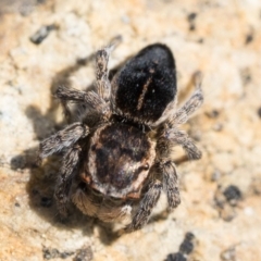 Maratus proszynskii at Booth, ACT - 3 Oct 2022 10:00 AM