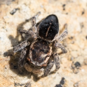 Maratus proszynskii at Booth, ACT - 3 Oct 2022 10:00 AM