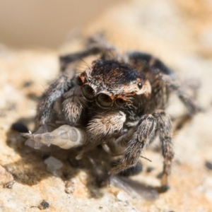 Maratus proszynskii at Booth, ACT - 3 Oct 2022