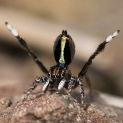 Maratus chrysomelas (Variable Peacock Spider) at Booth, ACT - 2 Oct 2022 by patrickcox