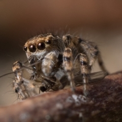 Maratus chrysomelas at Booth, ACT - 3 Oct 2022