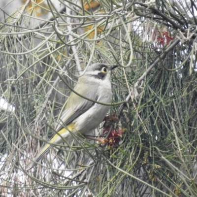 Melithreptus brevirostris (Brown-headed Honeyeater) at Kambah, ACT - 3 Oct 2022 by HelenCross