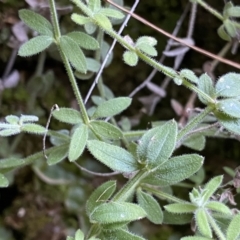 Galium polyanthum (Rockpile Bedstraw) at Deua National Park (CNM area) - 25 Sep 2022 by Ned_Johnston