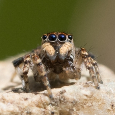 Maratus chrysomelas (Variable Peacock Spider) at Tennent, ACT - 3 Oct 2022 by patrickcox