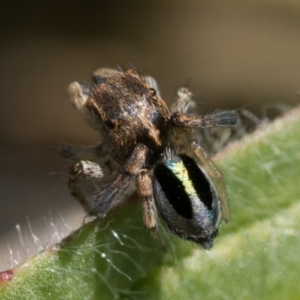 Maratus chrysomelas at Tennent, ACT - 3 Oct 2022