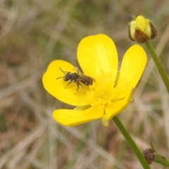 Lasioglossum (Chilalictus) sp. (genus & subgenus) (Halictid bee) at Bullen Range - 3 Oct 2022 by HelenCross