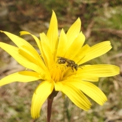 Lasioglossum (Chilalictus) sp. (genus & subgenus) at Paddys River, ACT - 3 Oct 2022 12:08 PM