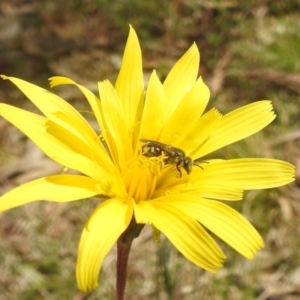 Lasioglossum (Chilalictus) sp. (genus & subgenus) at Paddys River, ACT - 3 Oct 2022 12:08 PM