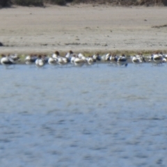 Recurvirostra novaehollandiae (Red-necked Avocet) at Mildura, VIC - 1 Oct 2022 by Liam.m