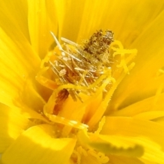 Heliocosma genus at Bullen Range - 3 Oct 2022 by HelenCross