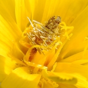 Heliocosma (genus) at Paddys River, ACT - 3 Oct 2022