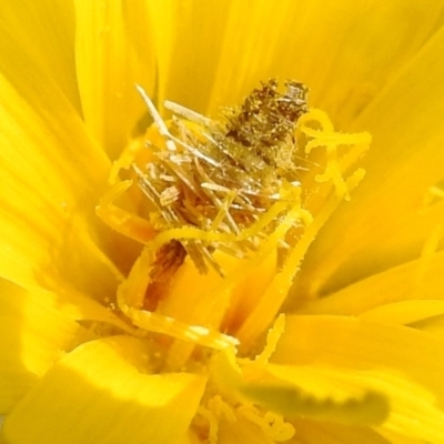 Heliocosma genus at Paddys River, ACT - 3 Oct 2022 by HelenCross