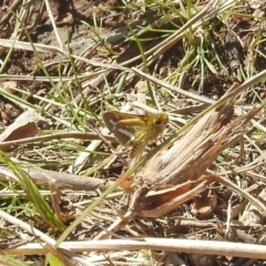 Taractrocera papyria (White-banded Grass-dart) at Stromlo, ACT - 3 Oct 2022 by HelenCross