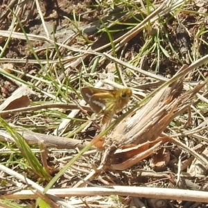 Taractrocera papyria at Stromlo, ACT - 3 Oct 2022 12:49 PM